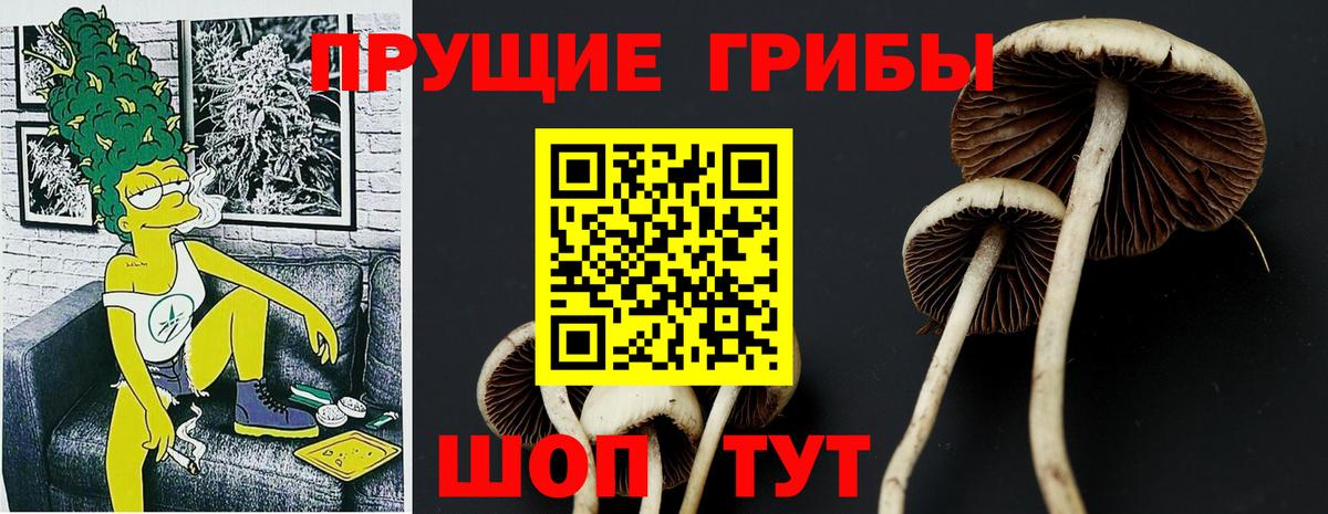 Псилоцибиновые грибы GOLDEN TEACHER Котовск